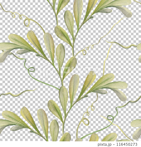 Hand drawn watercolor illustration shabby boho botanical flowers leaves. Green locust indigofera branches, tendrils. Seamless pattern isolated white background. Design wedding, love cards, gift paper 116450273