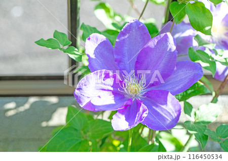 家の周りの草花　四季の色々　初夏の候　垣根に紫や白い大輪のクレマチスの花が咲きました 116450534