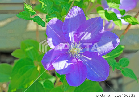 家の周りの草花　四季の色々　初夏の候　垣根に紫や白い大輪のクレマチスの花が咲きました 116450535
