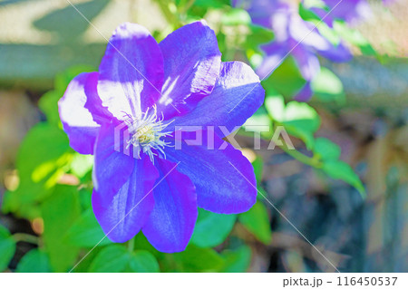 家の周りの草花　四季の色々　初夏の候　垣根に紫や白い大輪のクレマチスの花が咲きました 116450537