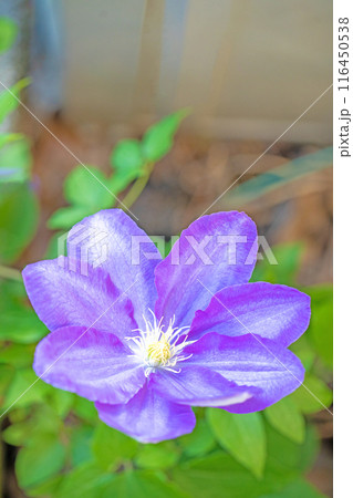 家の周りの草花　四季の色々　初夏の候　垣根に紫や白い大輪のクレマチスの花が咲きました 116450538