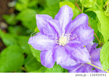 家の周りの草花 四季の色々 初夏の候 垣根に紫や白い大輪のクレマチスの花が咲きました 家の周りの草花 四季の色々 初夏の候 垣根に紫や白い大輪のクレマチスの花が咲きました 116450541