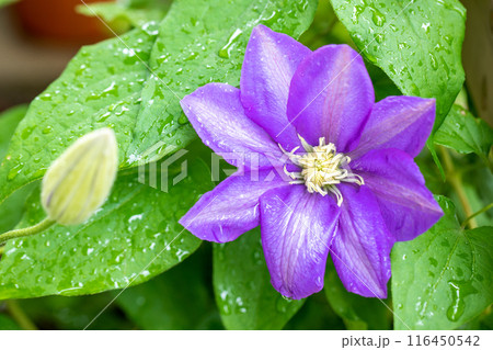 家の周りの草花 四季の色々 初夏の候 垣根に紫や白い大輪のクレマチスの花が咲きました 家の周りの草花 四季の色々 初夏の候 垣根に紫や白い大輪のクレマチスの花が咲きました 116450542