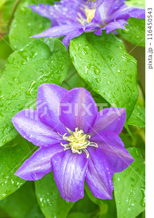 家の周りの草花　四季の色々　初夏の候　垣根に紫や白い大輪のクレマチスの花が咲きました 116450543