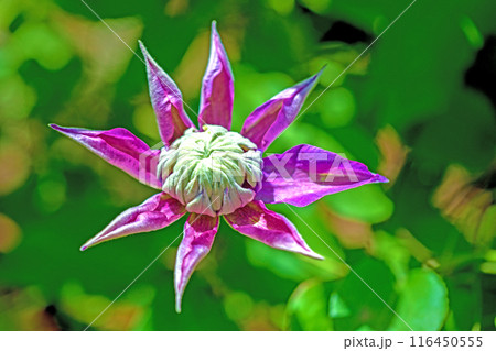 家の周りの草花 四季の色々 初夏の候 垣根に紫や白い大輪のクレマチスの花が咲きました 家の周りの草花 四季の色々 初夏の候 垣根に紫や白い大輪のクレマチスの花が咲きました 116450555