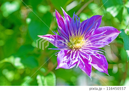 家の周りの草花 四季の色々 初夏の候 垣根に紫や白い大輪のクレマチスの花が咲きました 家の周りの草花 四季の色々 初夏の候 垣根に紫や白い大輪のクレマチスの花が咲きました 116450557