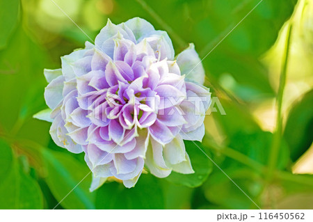 家の周りの草花　四季の色々　初夏の候　垣根に紫や白い大輪のクレマチスの花が咲きました 116450562