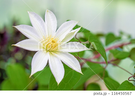 家の周りの草花　四季の色々　初夏の候　垣根に紫や白い大輪のクレマチスの花が咲きました 116450567