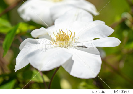 家の周りの草花　四季の色々　初夏の候　垣根に紫や白い大輪のクレマチスの花が咲きました 116450568