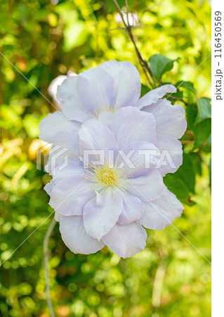 家の周りの草花 四季の色々 初夏の候 垣根に紫や白い大輪のクレマチスの花が咲きました 家の周りの草花 四季の色々 初夏の候 垣根に紫や白い大輪のクレマチスの花が咲きました 116450569