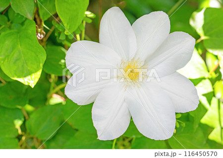 家の周りの草花 四季の色々 初夏の候 垣根に紫や白い大輪のクレマチスの花が咲きました 家の周りの草花 四季の色々 初夏の候 垣根に紫や白い大輪のクレマチスの花が咲きました 116450570