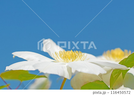 家の周りの草花 四季の色々 初夏の候 垣根に紫や白い大輪のクレマチスの花が咲きました 家の周りの草花 四季の色々 初夏の候 垣根に紫や白い大輪のクレマチスの花が咲きました 116450572