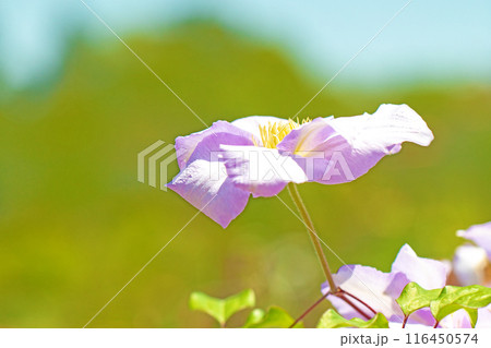 家の周りの草花　四季の色々　初夏の候　垣根に紫や白い大輪のクレマチスの花が咲きました 116450574