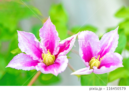 家の周りの草花 四季の色々 初夏の候 垣根に紫や白い大輪のクレマチスの花が咲きました 家の周りの草花 四季の色々 初夏の候 垣根に紫や白い大輪のクレマチスの花が咲きました 116450579