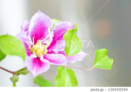 家の周りの草花　四季の色々　初夏の候　垣根に紫や白い大輪のクレマチスの花が咲きました 116450584