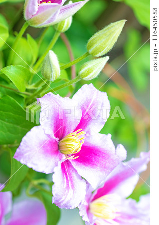 家の周りの草花 四季の色々 初夏の候 垣根に紫や白い大輪のクレマチスの花が咲きました 家の周りの草花 四季の色々 初夏の候 垣根に紫や白い大輪のクレマチスの花が咲きました 116450588