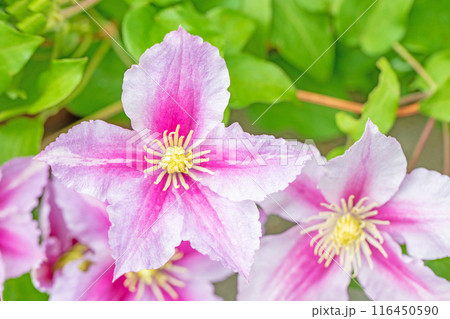 家の周りの草花 四季の色々 初夏の候 垣根に紫や白い大輪のクレマチスの花が咲きました 家の周りの草花 四季の色々 初夏の候 垣根に紫や白い大輪のクレマチスの花が咲きました 116450590