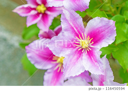 家の周りの草花 四季の色々 初夏の候 垣根に紫や白い大輪のクレマチスの花が咲きました 家の周りの草花 四季の色々 初夏の候 垣根に紫や白い大輪のクレマチスの花が咲きました 116450594
