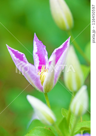 家の周りの草花　四季の色々　初夏の候　垣根に紫や白い大輪のクレマチスの花が咲きました 116450597