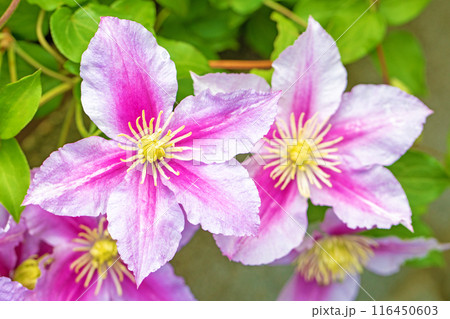 家の周りの草花　四季の色々　初夏の候　垣根に紫や白い大輪のクレマチスの花が咲きました 116450603