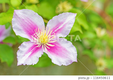 家の周りの草花 四季の色々 初夏の候 垣根に紫や白い大輪のクレマチスの花が咲きました 家の周りの草花 四季の色々 初夏の候 垣根に紫や白い大輪のクレマチスの花が咲きました 116450611