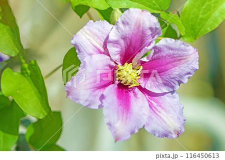 家の周りの草花 四季の色々 初夏の候 垣根に紫や白い大輪のクレマチスの花が咲きました 家の周りの草花 四季の色々 初夏の候 垣根に紫や白い大輪のクレマチスの花が咲きました 116450613
