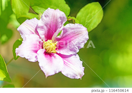 家の周りの草花　四季の色々　初夏の候　垣根に紫や白い大輪のクレマチスの花が咲きました 116450614