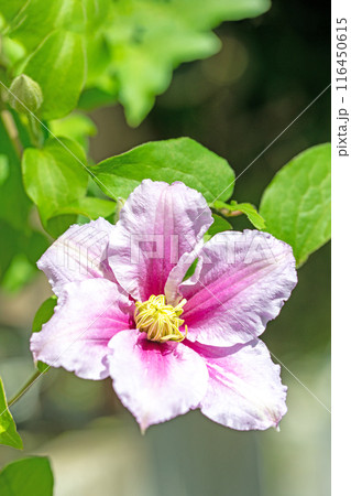 家の周りの草花　四季の色々　初夏の候　垣根に紫や白い大輪のクレマチスの花が咲きました 116450615