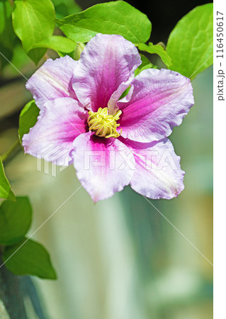家の周りの草花　四季の色々　初夏の候　垣根に紫や白い大輪のクレマチスの花が咲きました 116450617