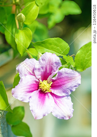 家の周りの草花 四季の色々 初夏の候 垣根に紫や白い大輪のクレマチスの花が咲きました 家の周りの草花 四季の色々 初夏の候 垣根に紫や白い大輪のクレマチスの花が咲きました 116450618