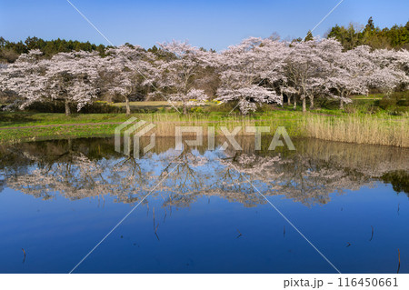 宮城平筒沼ふれあい公園の水鏡の満開の桜並木 宮城平筒沼ふれあい公園の水鏡の満開の桜並木 116450661