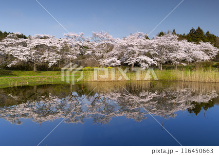 宮城平筒沼ふれあい公園の水鏡の満開の桜並木 宮城平筒沼ふれあい公園の水鏡の満開の桜並木 116450663