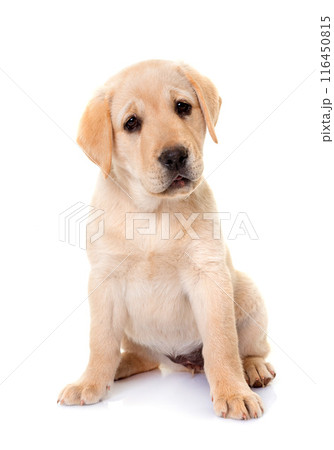 puppy labrador retriever 116450815