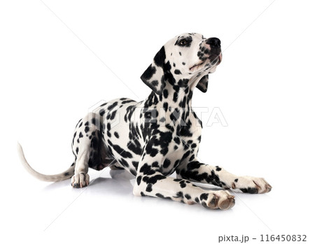 puppy dalmatian in studio puppy dalmatian in studio 116450832