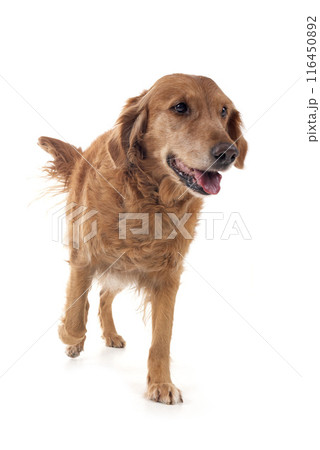 Golden retriever in studio Golden retriever in studio 116450892