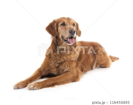 Golden retriever in studio Golden retriever in studio 116450893