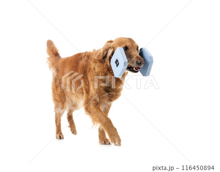 Golden retriever in studio Golden retriever in studio 116450894