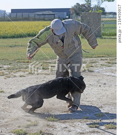 training of rottweiler training of rottweiler 116450917