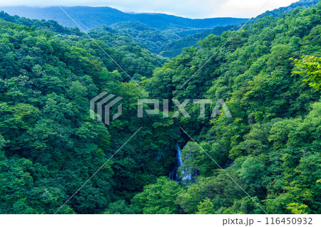【栃木県日光市】夏の日光・霧降滝(きりふりのたき) 【栃木県日光市】夏の日光・霧降滝(きりふりのたき) 116450932