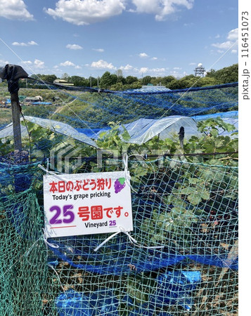初めましてぶどう狩り 初めましてぶどう狩り 116451073