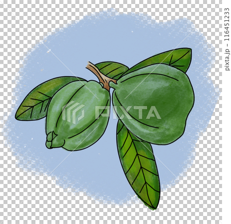 The guava fruit drawing png image 116451233