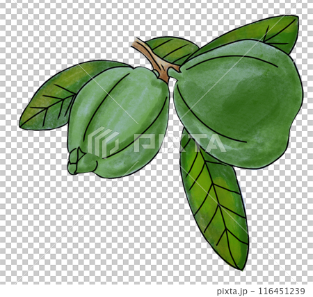 The guava fruit drawing png image 116451239