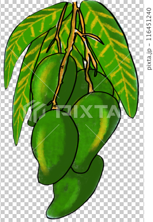 The green mango drawing png image The green mango drawing png image 116451240