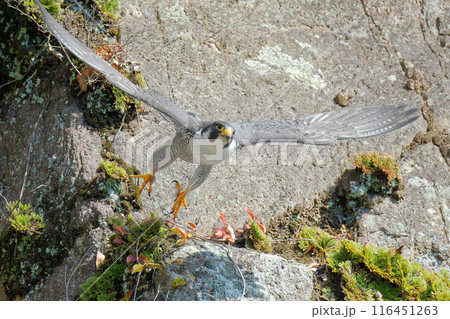大きく翼を広げて飛び出すハヤブサ 116451263