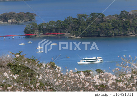 桜の松島西行戻しの松公園からの日本三景松島 116451311
