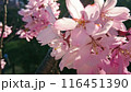 さくらの花 116451390