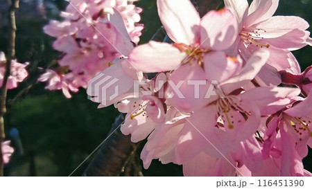 さくらの花 さくらの花 116451390
