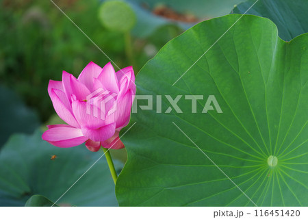 古代蓮の里 116451420