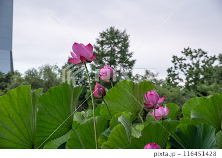 古代蓮の里 116451428