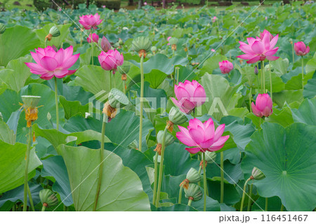 古代蓮の里 116451467